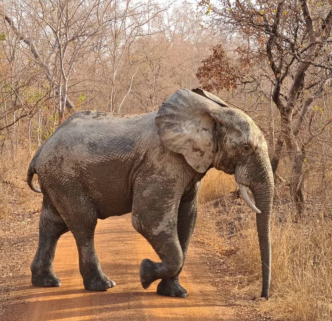 Mole National Park Elephant Safari