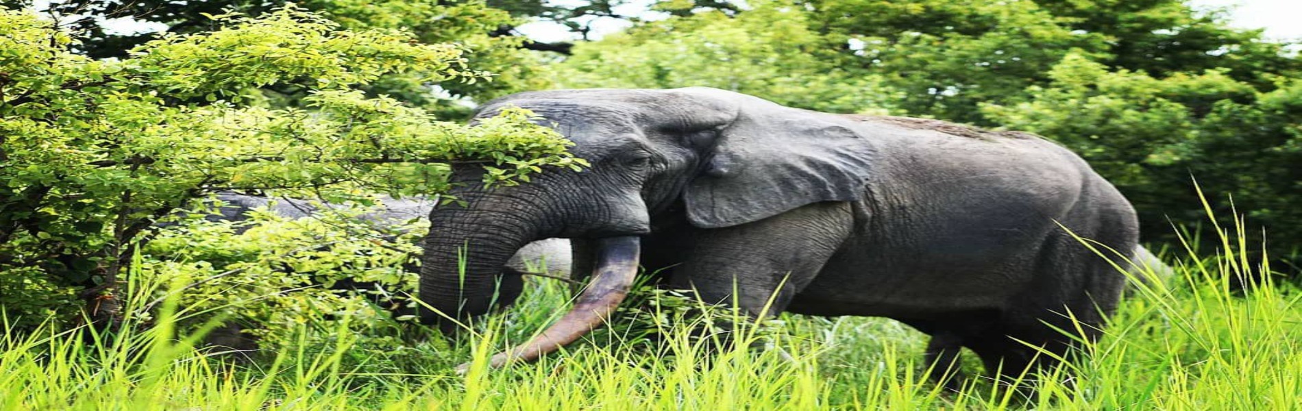 Coastal & Savannah Sunrise Elephant Safari