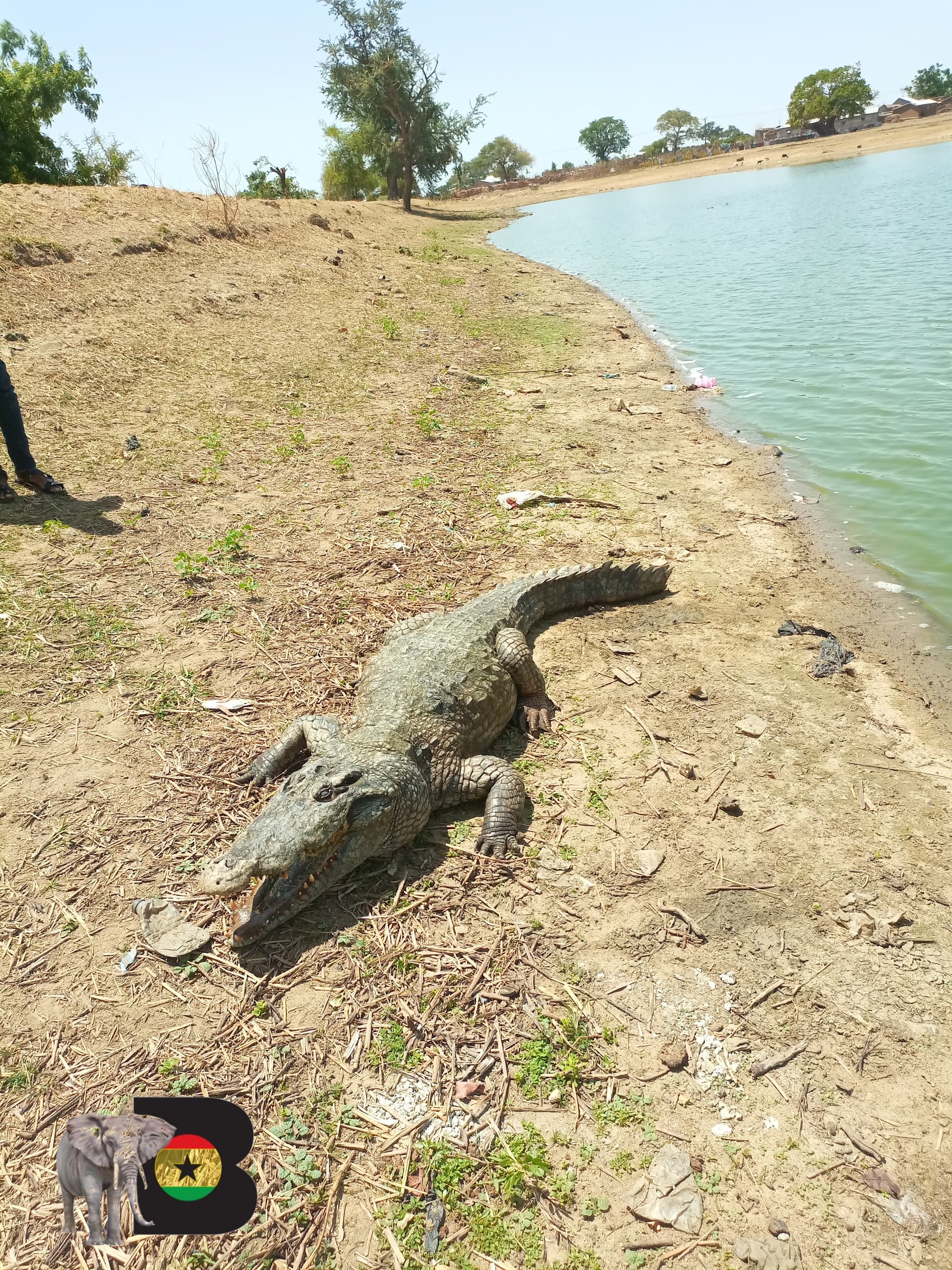 Paga Crocodile Pond, Tongo Hills & Baobab Tree Experience