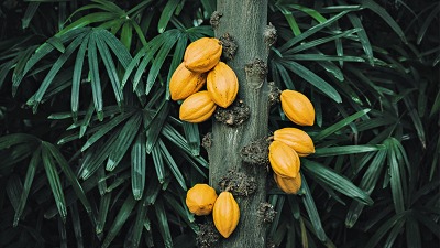 Aburi Botanical Garden