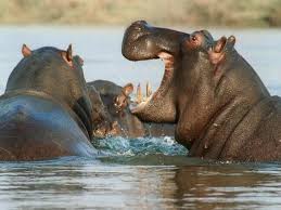 Northern Ghana Safari, Cultural Experience With Hippopotamus Village